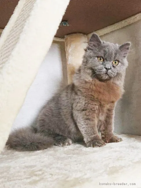 ID:2203-01741の子猫