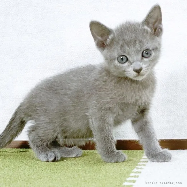 ID:2104-01309の子猫