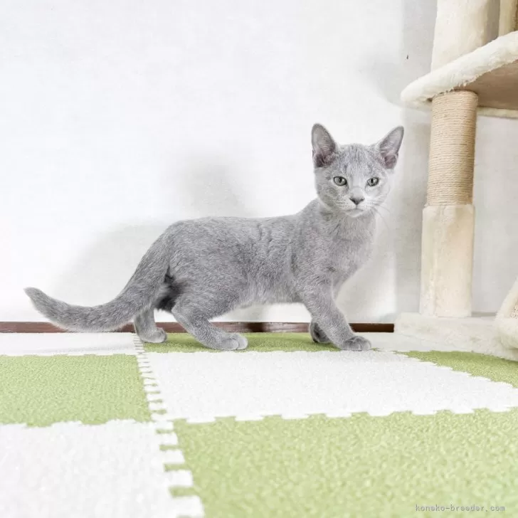 ID:2411-02682の子猫