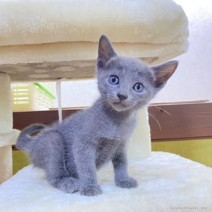 ID：2308-03191の子猫