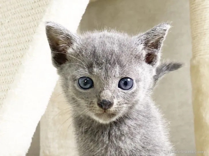 ID:2106-00735の子猫