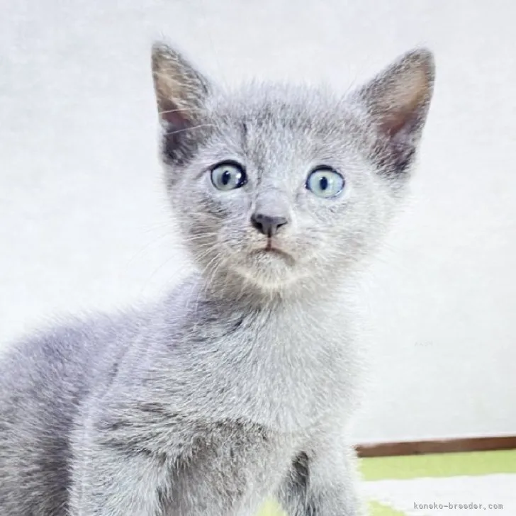 ID：2311-00029の子猫