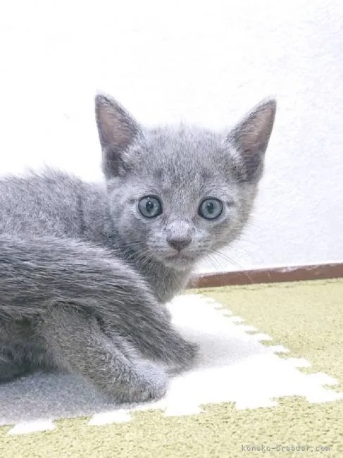 ID:2205-02813の子猫
