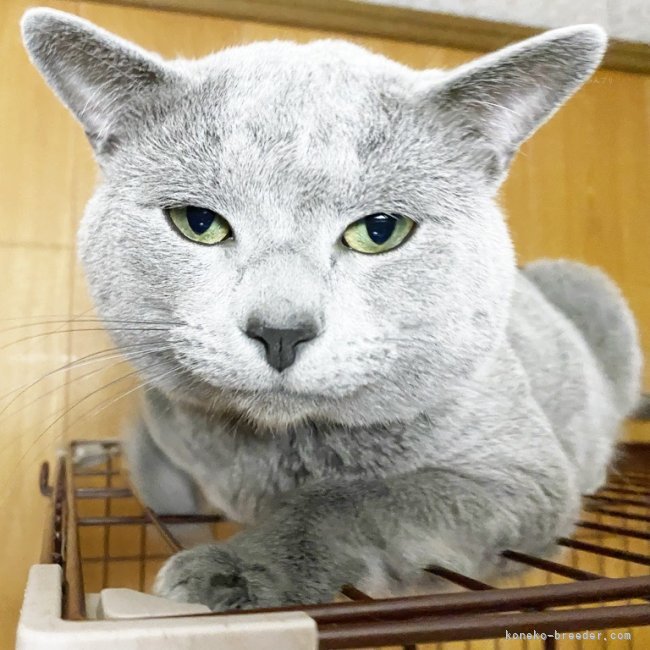 ロシアンブルー【・男の子・2021年1月26日・ブルー】