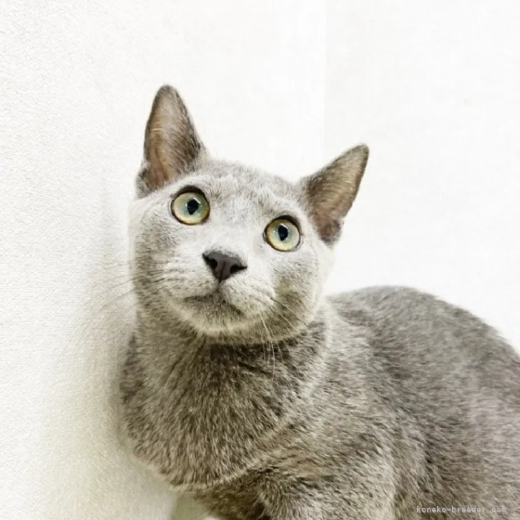 ID：2307-03143の子猫