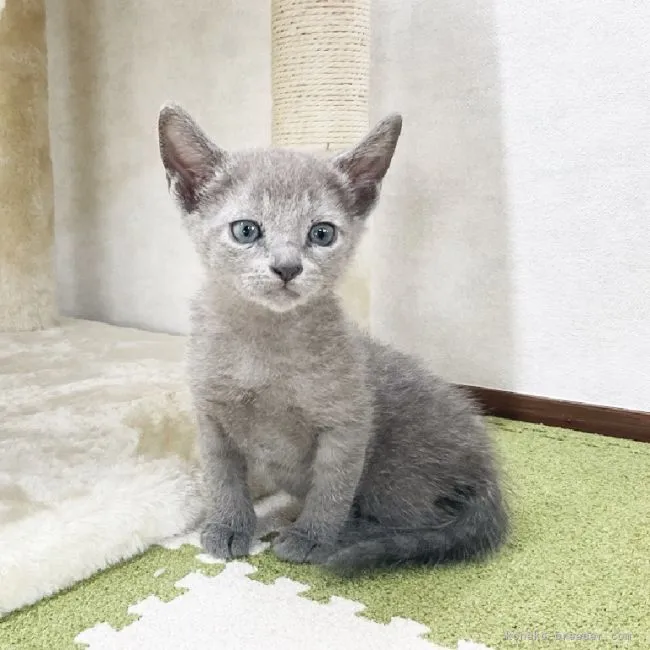 ID:2105-00855の子猫