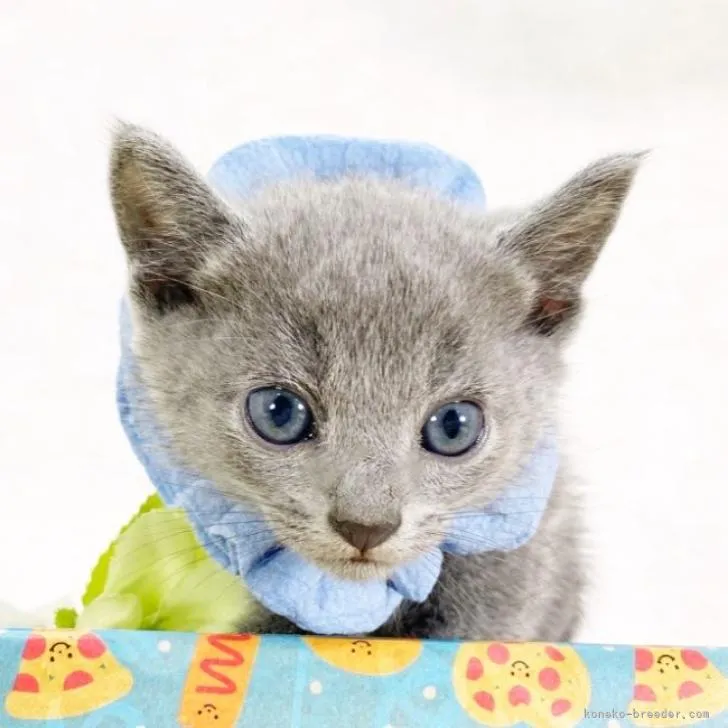 ID：2212-00184の子猫