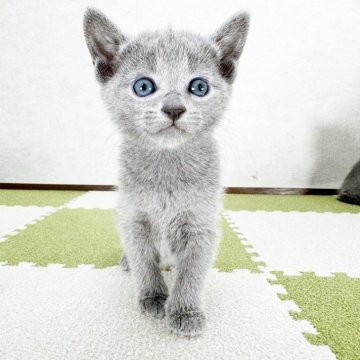 ロシアンブルー【福岡県・女の子・2024年4月16日・ブルー】の写真「元気のいい女の子」