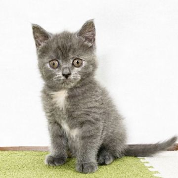 ブリティッシュショートヘア【福岡県・女の子・2021年3月7日・ブルークリーム】の写真「クリームがかわいい♡パパPK、PKDクリア」