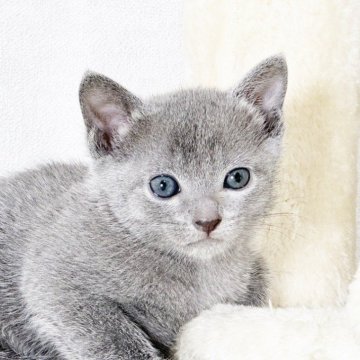 ロシアンブルー【福岡県・女の子・2024年4月9日・ブルー】の写真「大人しくて優しい女の子」