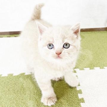 ブリティッシュショートヘア【福岡県・男の子・2022年8月30日・クリームタビー】の写真「パパPKDクリア」