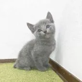 ロシアンブルー【福岡県・男の子・2020年11月25日・ブルー】の写真1