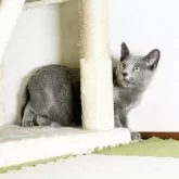 ロシアンブルー【福岡県・男の子・2023年7月10日・ブルー】の写真1