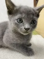 ロシアンブルー【福岡県・男の子・2020年10月28日・ブルー】の写真1「11/24撮影」