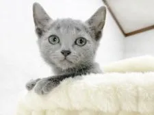 ロシアンブルー【福岡県・女の子・2021年9月7日・ブルー】の写真1