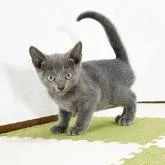 ロシアンブルー【福岡県・男の子・2022年8月16日・ブルー】の写真1