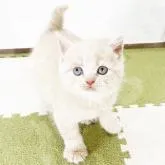 ブリティッシュショートヘア【福岡県・男の子・2022年8月30日・クリームタビー】の写真1