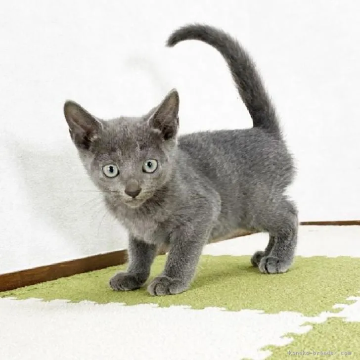 ID:2210-00716の子猫