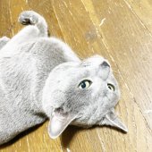 ロシアンブルー【・男の子・2021年1月26日・ブルー】