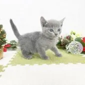 ロシアンブルー【福岡県・男の子・2020年11月25日・ブルー】の写真2