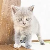 ブリティッシュショートヘア【福岡県・女の子・2022年8月30日・ブルークリーム】の写真2