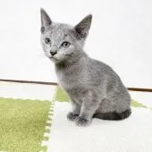 ロシアンブルー【福岡県・女の子・2020年11月25日・ブルー】の写真2