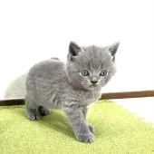 ブリティッシュショートヘア【福岡県・男の子・2020年11月18日・ブルー】の写真2