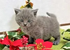 ブリティッシュショートヘア【福岡県・男の子・2020年11月18日・ブルー】の写真2