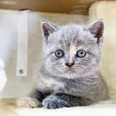 ブリティッシュショートヘア【福岡県・女の子・2022年8月30日・ブルークリーム】の写真4