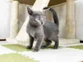 ロシアンブルー【福岡県・男の子・2022年8月16日・ブルー】の写真5