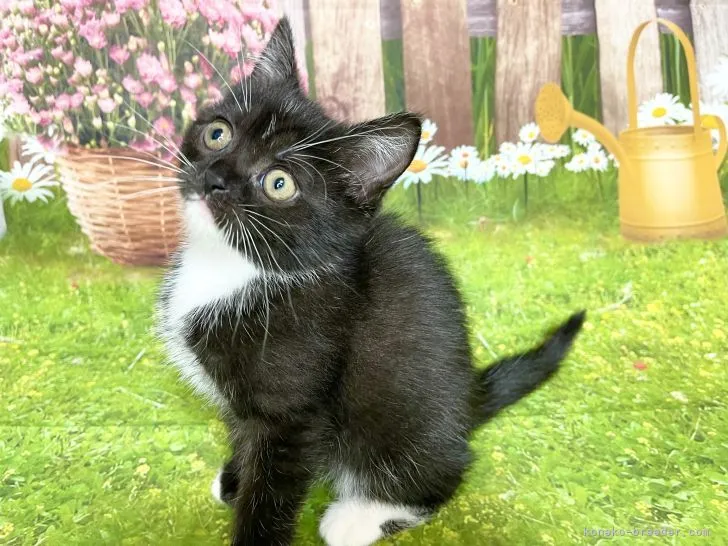 ID:2202-01970の子猫
