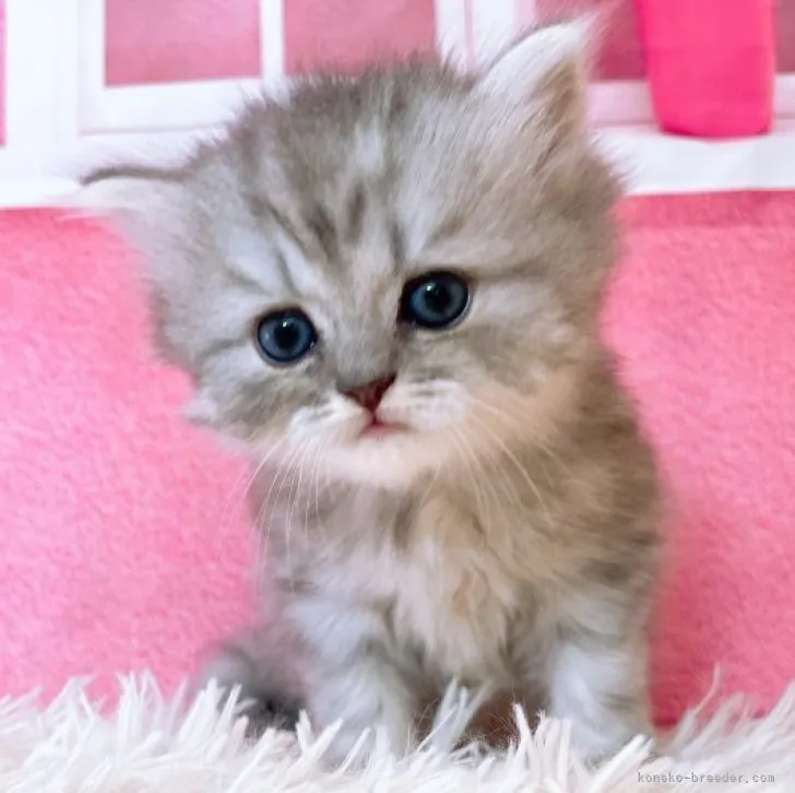ID：2310-02082の子猫