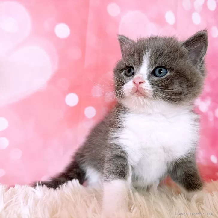 ブリティッシュショートヘア【三重県・男の子・2023年11月19日・ブルー&amp;ホワイト】の写真1