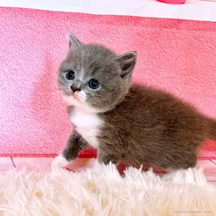 ID：2406-02369の子猫