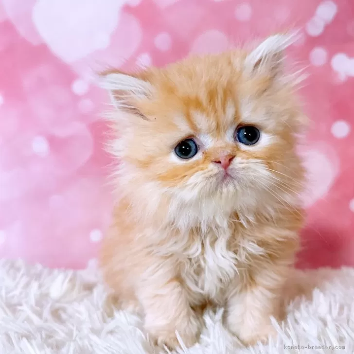 ID：2401-02320の子猫