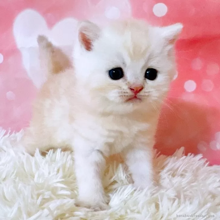 ID：2408-00442の子猫