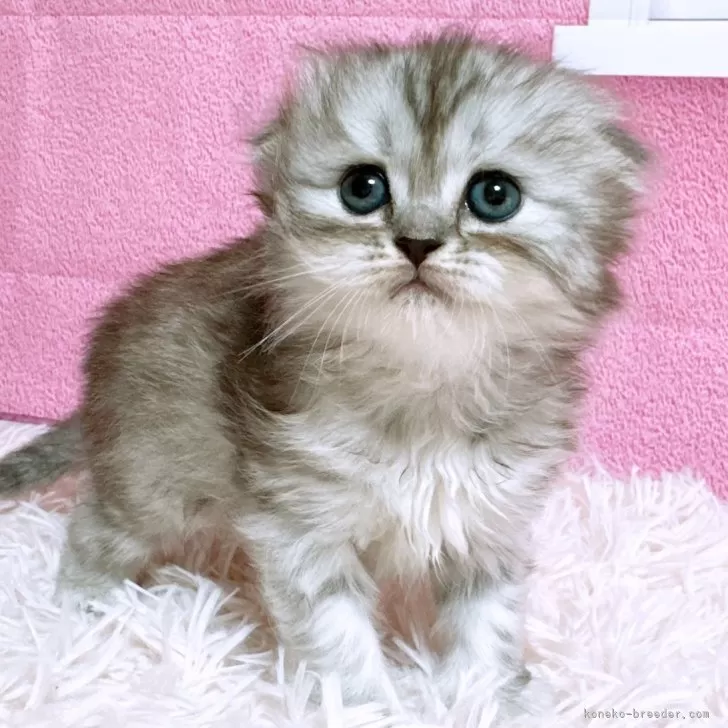 ID：2411-01619の子猫