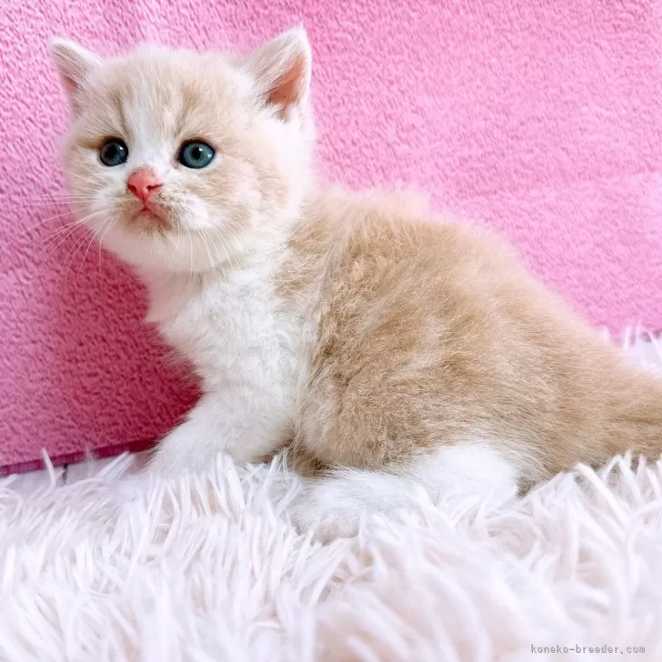 ID:2411-00432の子猫