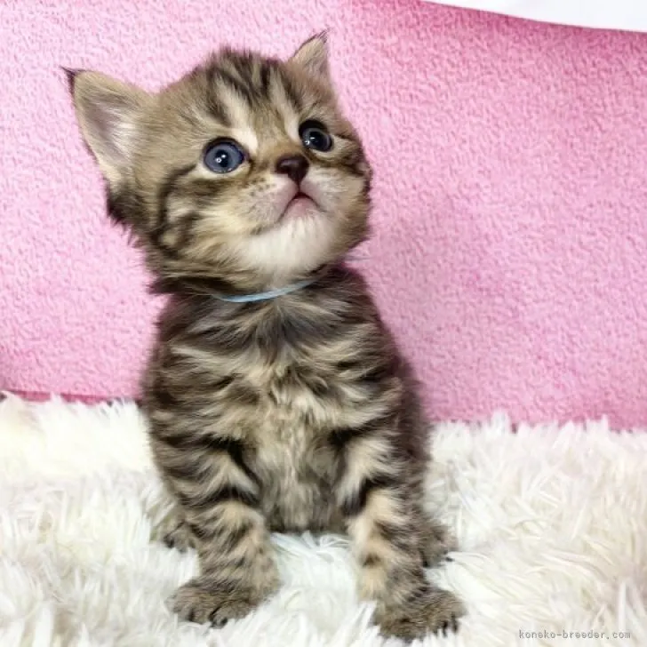 ID：2305-00121の子猫