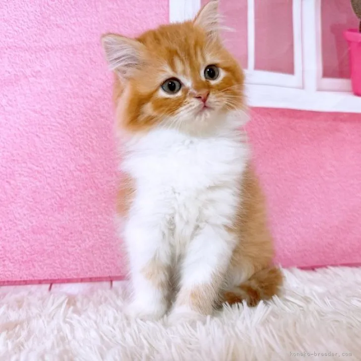 ID:2311-00270の子猫