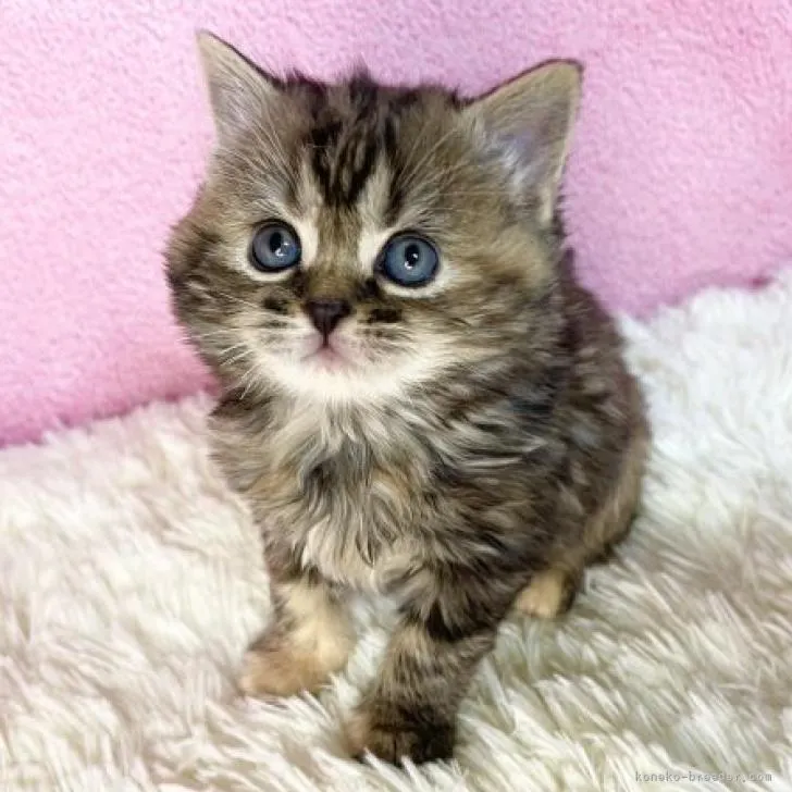ID:2211-02519の子猫