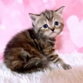 スコティッシュフォールド(立ち耳)【三重県・女の子・2023年12月24日・ブラウンタビー】の写真1