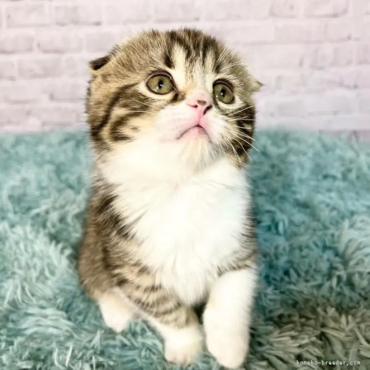 ID:2210-03120の子猫