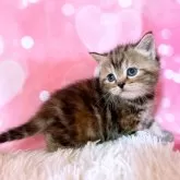 スコティッシュフォールド(立ち耳)【三重県・女の子・2023年12月24日・ブラウンタビー】の写真4