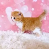 スコティッシュフォールド(立ち耳)【三重県・男の子・2024年4月19日・レッドタビー&ホワイト】の写真5