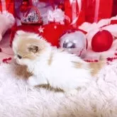 スコティッシュフォールド(立ち耳)【三重県・女の子・2025年11月8日・クリーム&ホワイト】の写真10