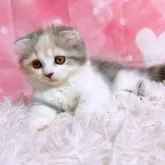 スコティッシュフォールド(折れ耳)【三重県・女の子・2025年4月10日・ダイリュートキャリコ】の写真10