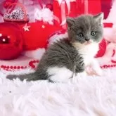 ブリティッシュショートヘア【三重県・男の子・2025年11月5日・ブルー&ホワイト】の写真10