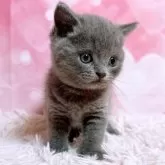 ブリティッシュショートヘア【三重県・男の子・2025年3月20日・ブルー】の写真11