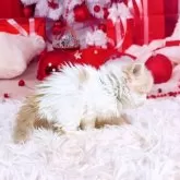 スコティッシュフォールド(立ち耳)【三重県・女の子・2025年11月8日・クリーム&ホワイト】の写真11